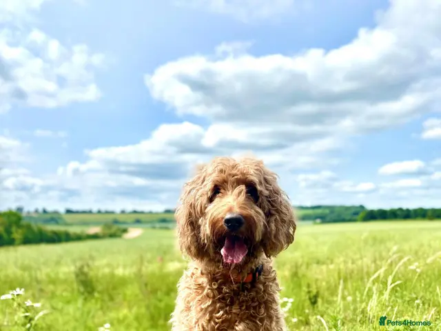 Irish Doodle dogs LARGE Irish Golden Doodle Puppies- red curly coats - Advert 1