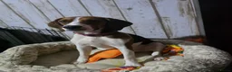 Beagle dogs for sale: Female beagle  in Pershore - Advert 1
