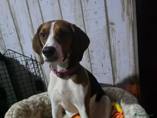 Beagle dogs Female beagle - Advert 10