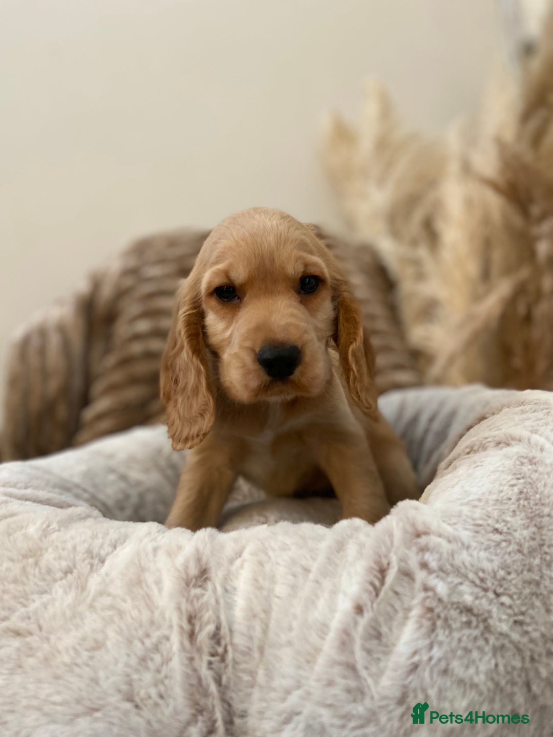 Cocker Spaniel dogs for sale: Show type cocker spaniels  - Image 7