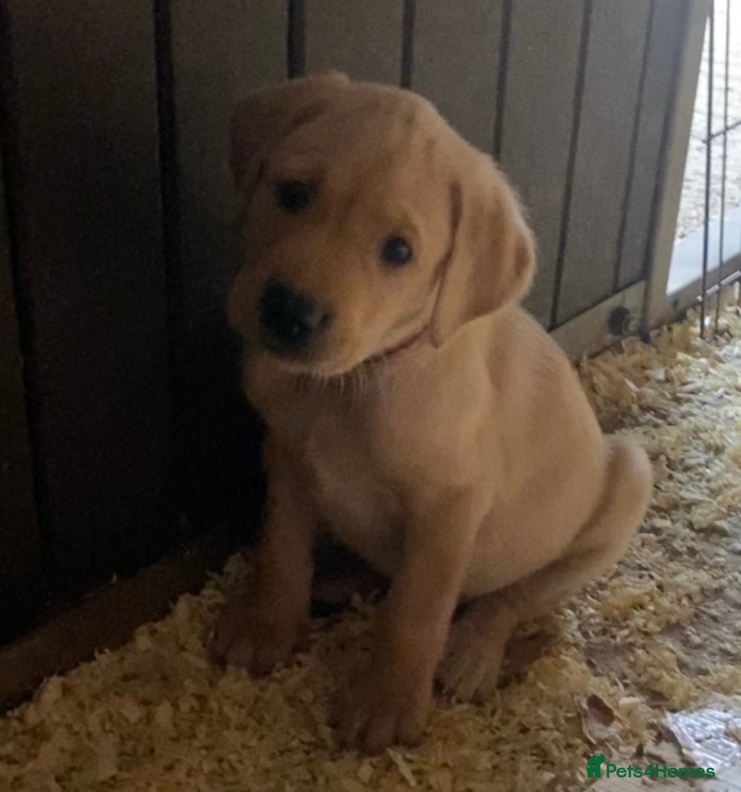 Labrador Retriever dogs for sale: Gorgeous Labrador puppies for sale - Image 13