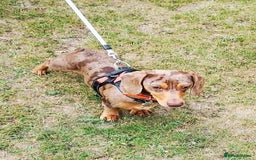 Miniature Dachshund dogs for stud: Miniature chocolate dapple mink dachshund stud dog - Image 8
