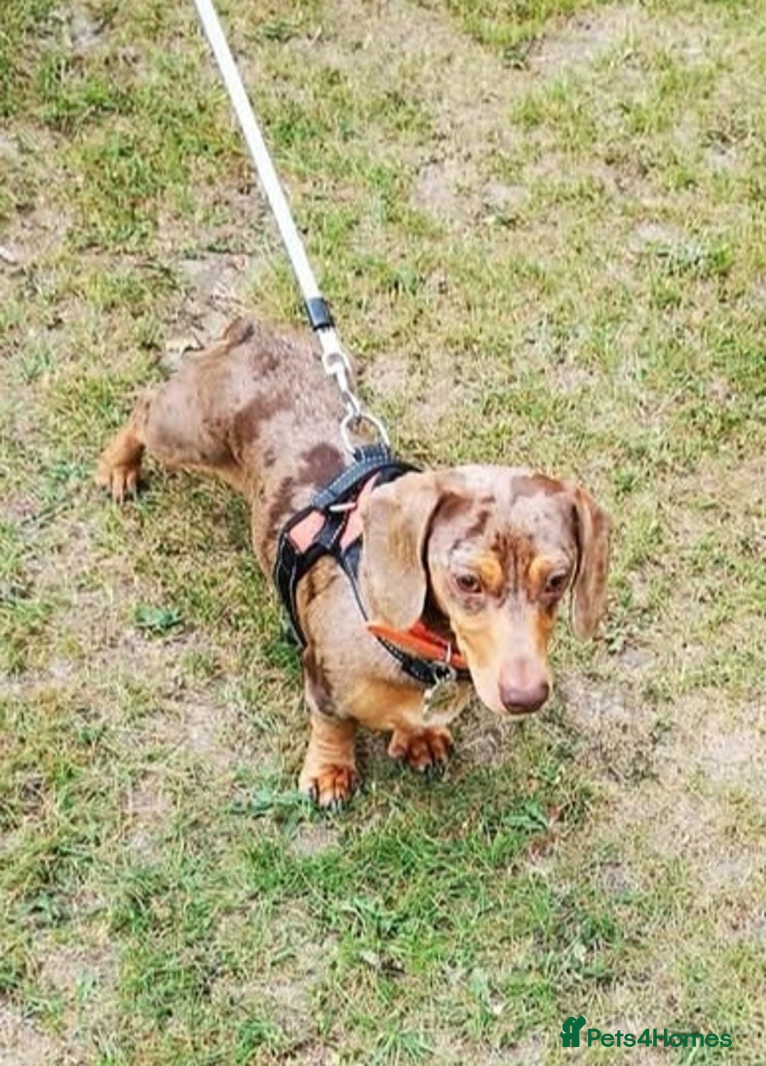 Miniature Dachshund dogs for stud: Miniature chocolate dapple mink dachshund stud dog - Image 8