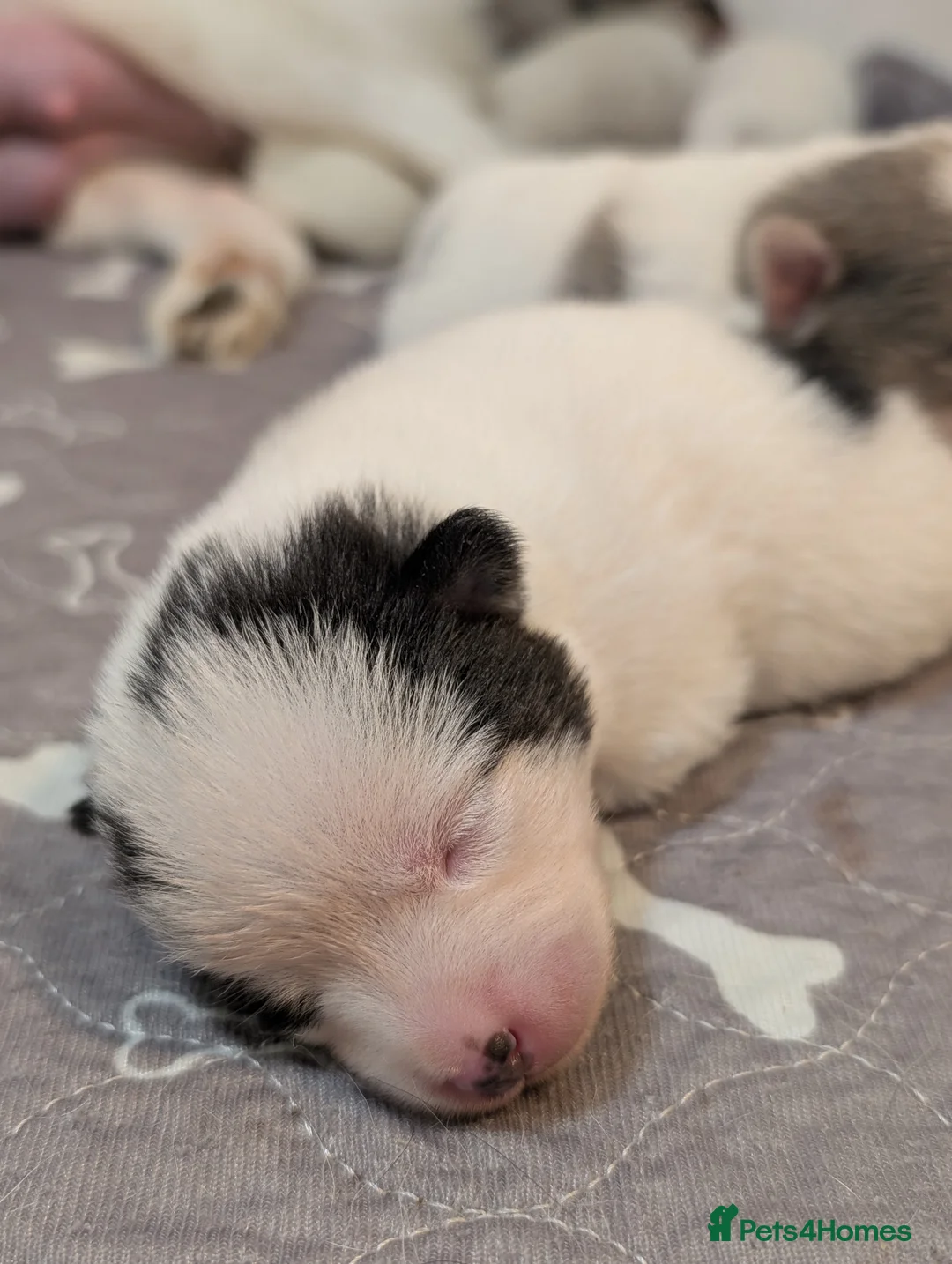 Pomsky dogs for sale: Beautiful pomsky f3 mini - Advert 14