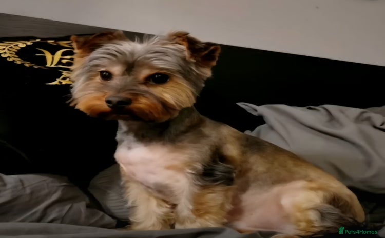 Yorkshire Terrier dogs - Advert 1