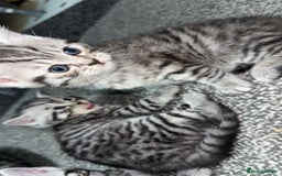 British Shorthair cats for sale: 4 beautiful tabby british shorthair kittens - Advert 2