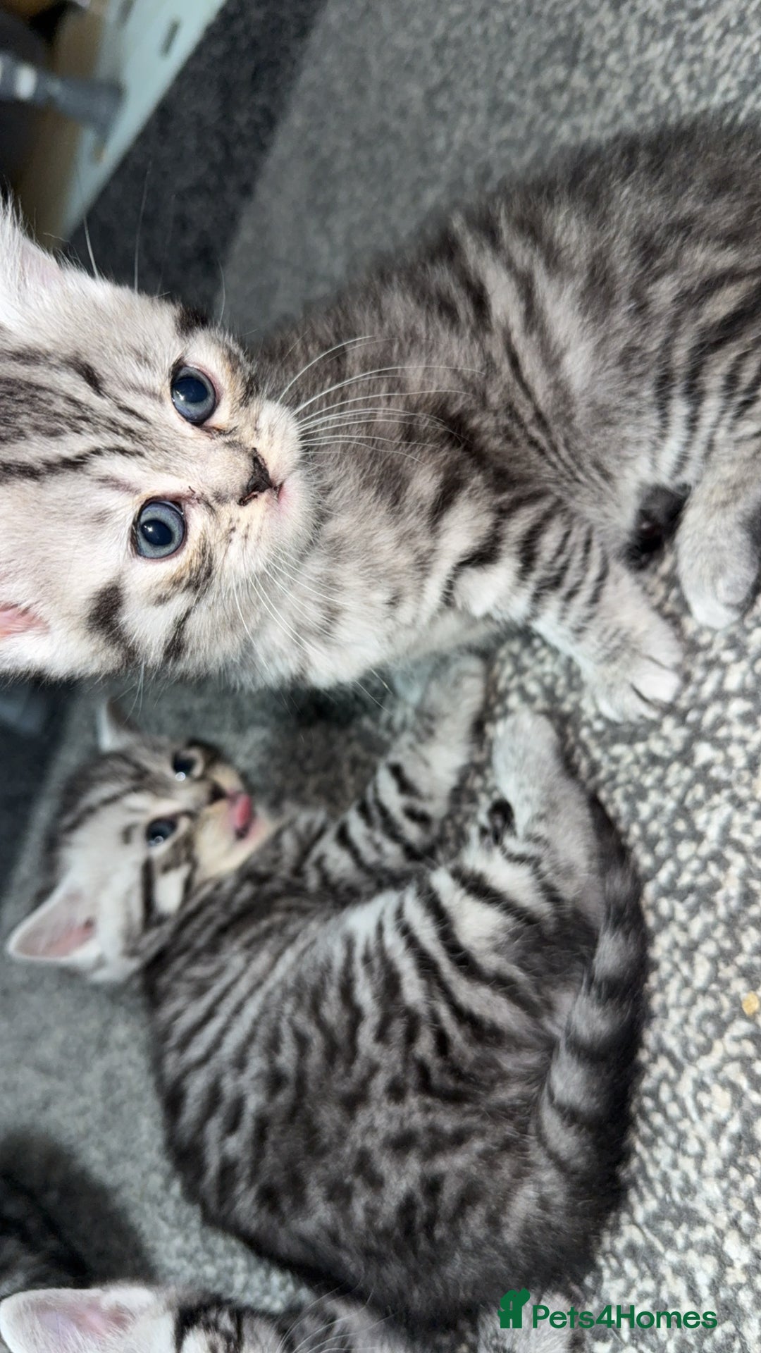 British Shorthair cats for sale: 4 beautiful tabby british shorthair kittens - Advert 2