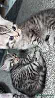 British Shorthair cats 4 beautiful tabby british shorthair kittens - Advert 8
