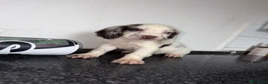 Cocker Spaniel 5