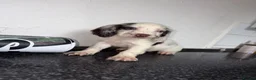 Cocker Spaniel dogs for sale: Cockerspaniel puppies  - Advert 19
