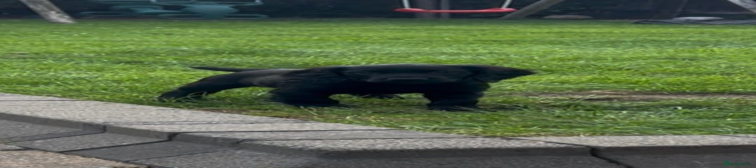 Cocker Spaniel Puppy 4