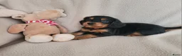 Cocker Spaniel dogs for sale: Small Health Tested Working Cocker Pups - Advert 14