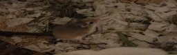 Hamster rodents for sale: Aurora - 100 Acre Hamster Rescue - Advert 5