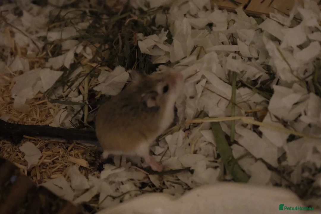 Hamster rodents for sale: Aurora - 100 Acre Hamster Rescue - Advert 5