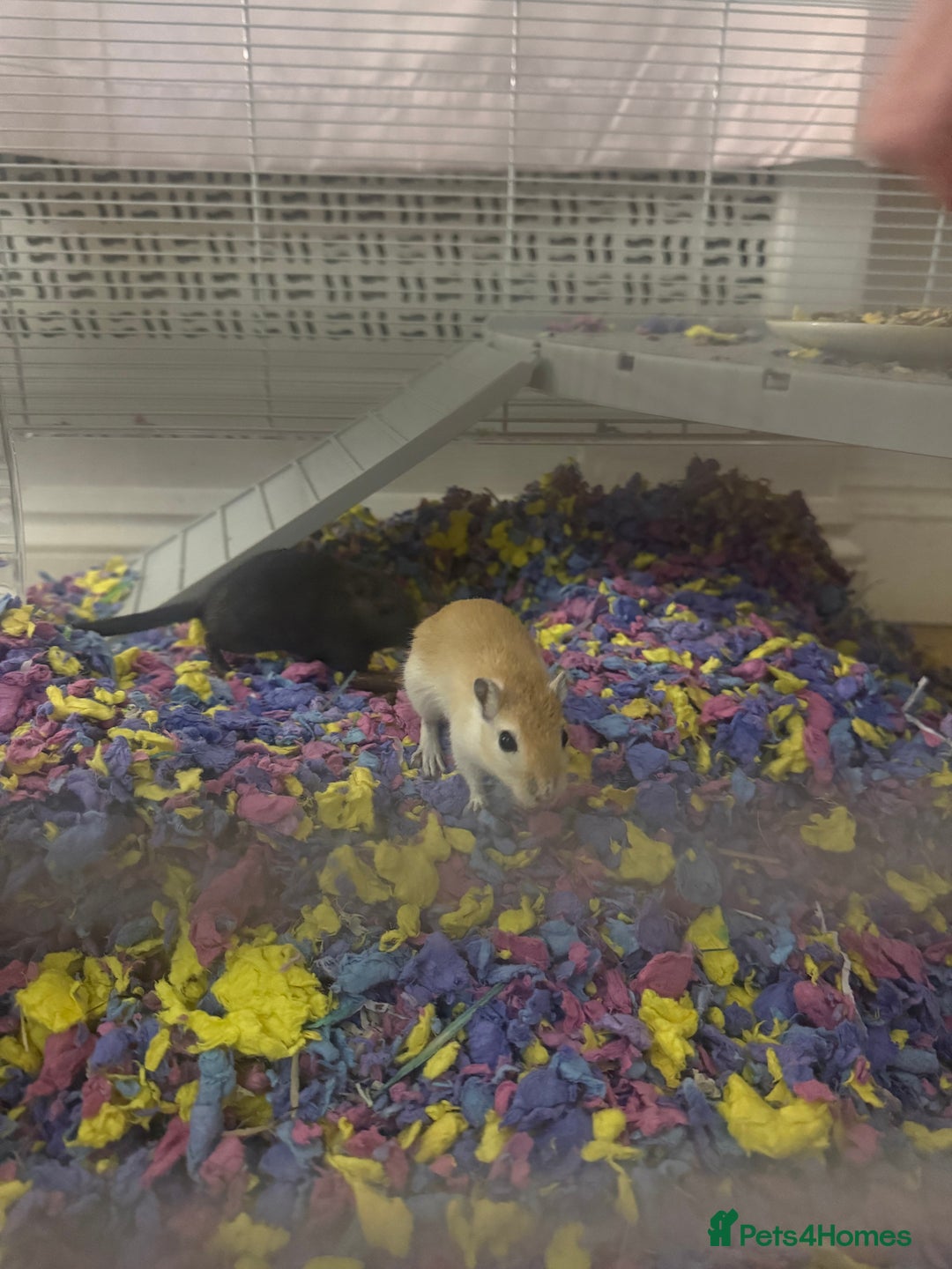 Gerbil rodents for sale: 2 female gerbils for sale,canvey island essex - Advert 4