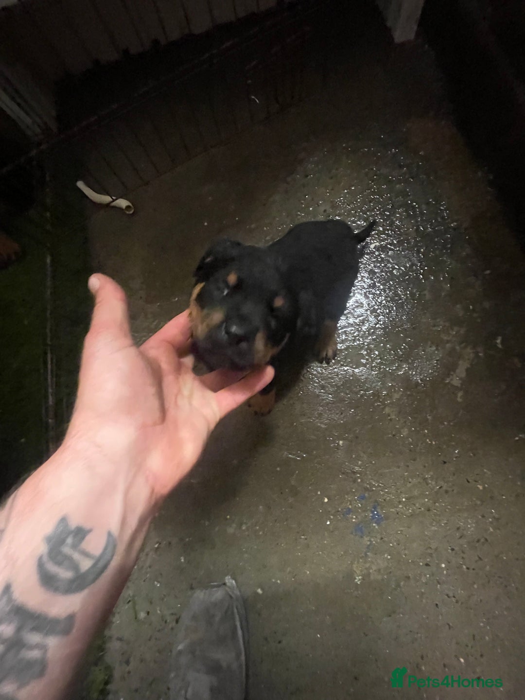 Rottweiler dogs for sale: Rottweiler/rotty puppies - Image 29