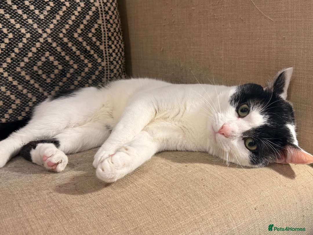 Domestic Shorthair cats for sale: Kayo!  in Cardiff - Advert 8