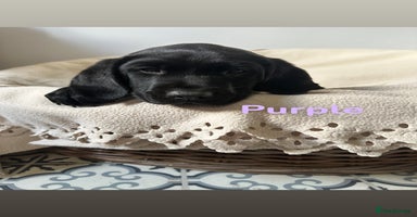 Labrador Retriever dogs - Advert 6