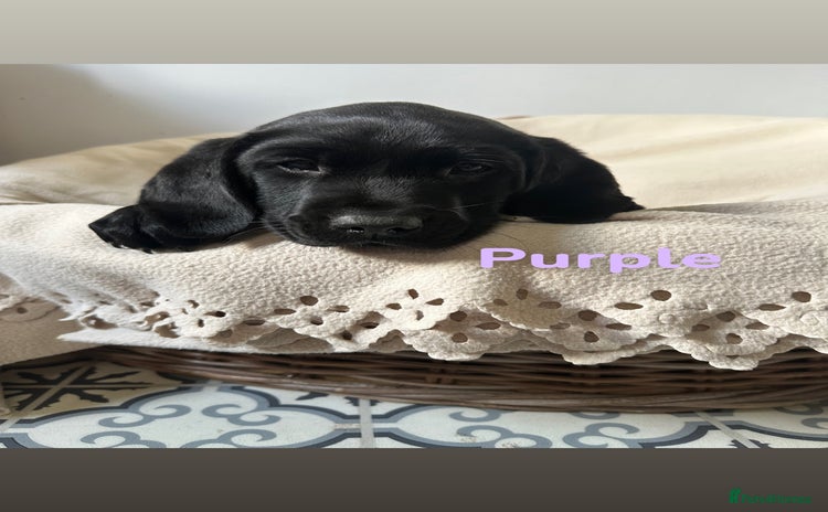 Labrador Retriever dogs - Advert 1