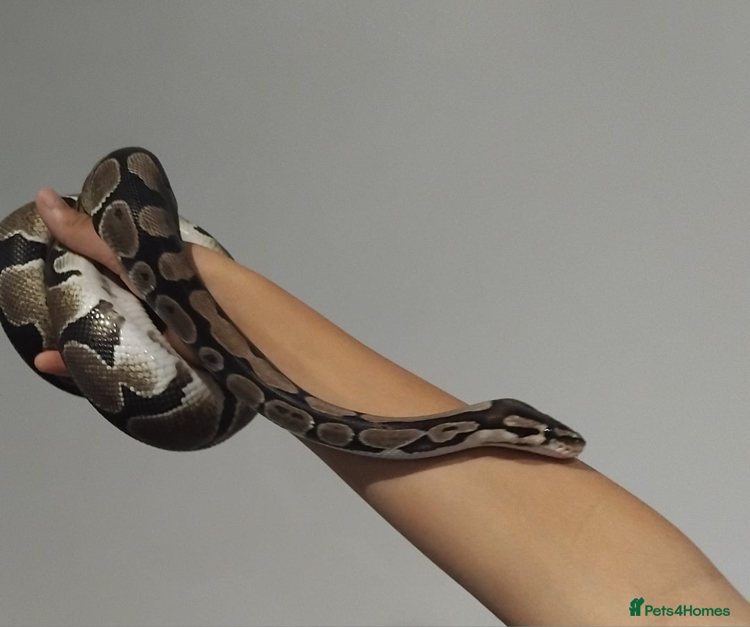 Python Snake reptiles for sale: Female Royal Python with 4ft VIvarium - Image 3