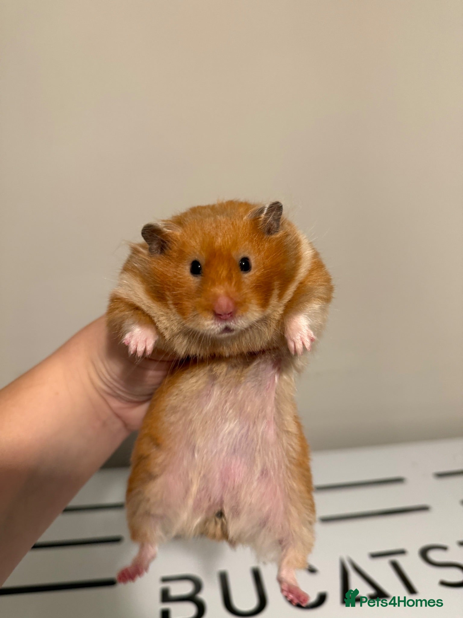 Hamster rodents Beautiful tame long haired Syrian  - Advert 2