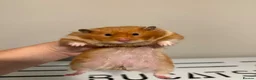 Hamster rodents for sale: Beautiful tame long haired Syrian  - Advert 1