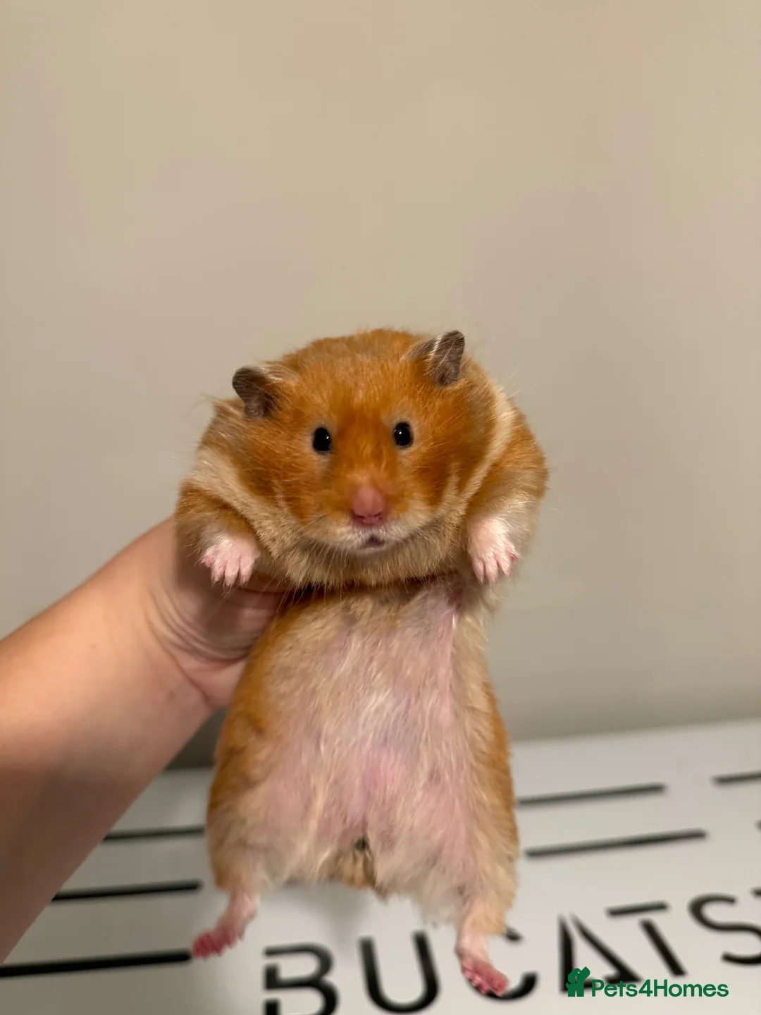 Hamster rodents for sale: Beautiful tame long haired Syrian  - Advert 1