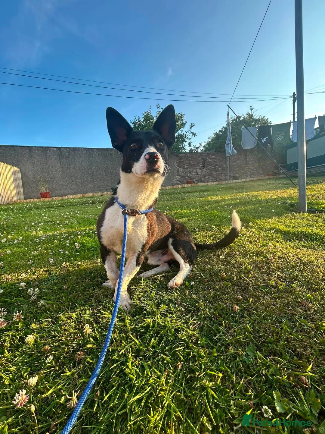Mixed Breed dogs for adoption: Meet Mash! 👂❤️ in Edinburgh - Advert 2