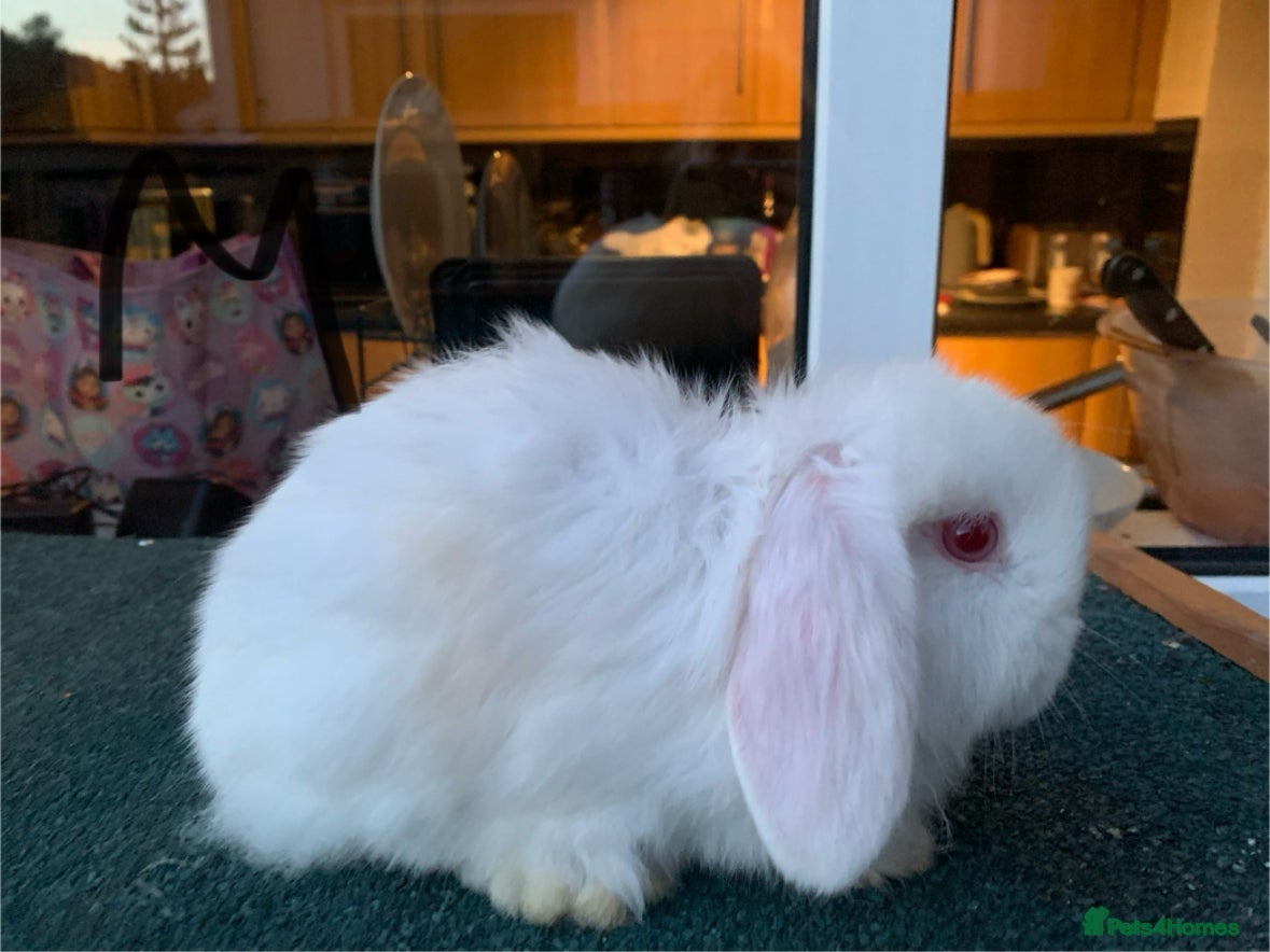 Mini Lop rabbits White Mini Lop  - Advert 2