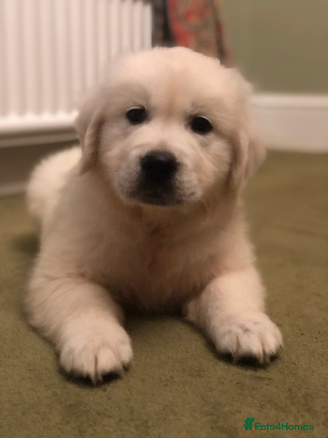 Golden Retriever dogs for sale: Chunky Golden Retriever pups with cream coats - Image 18