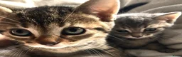Bengal cats for sale: Glittery Bengal X With Famous References! - Advert 13