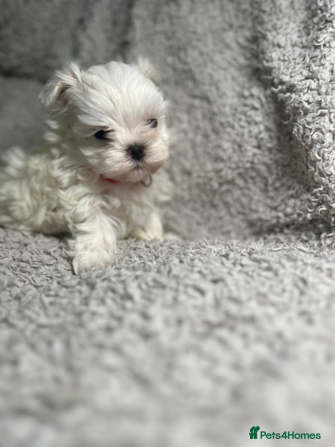 Maltese dogs for sale: Maltese puppies available  - Advert 20