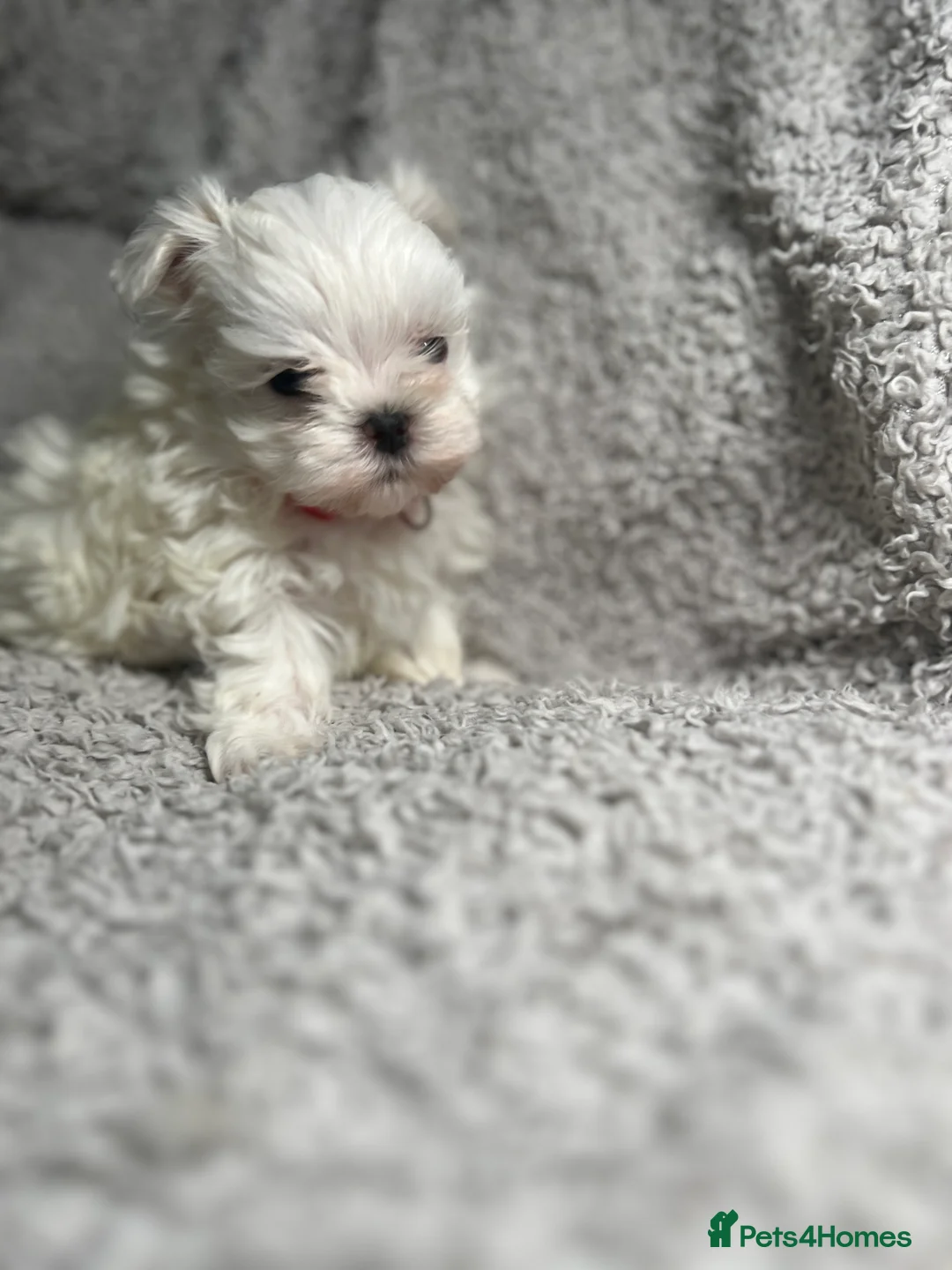 Maltese dogs for sale: One girl and boy available  - Advert 18