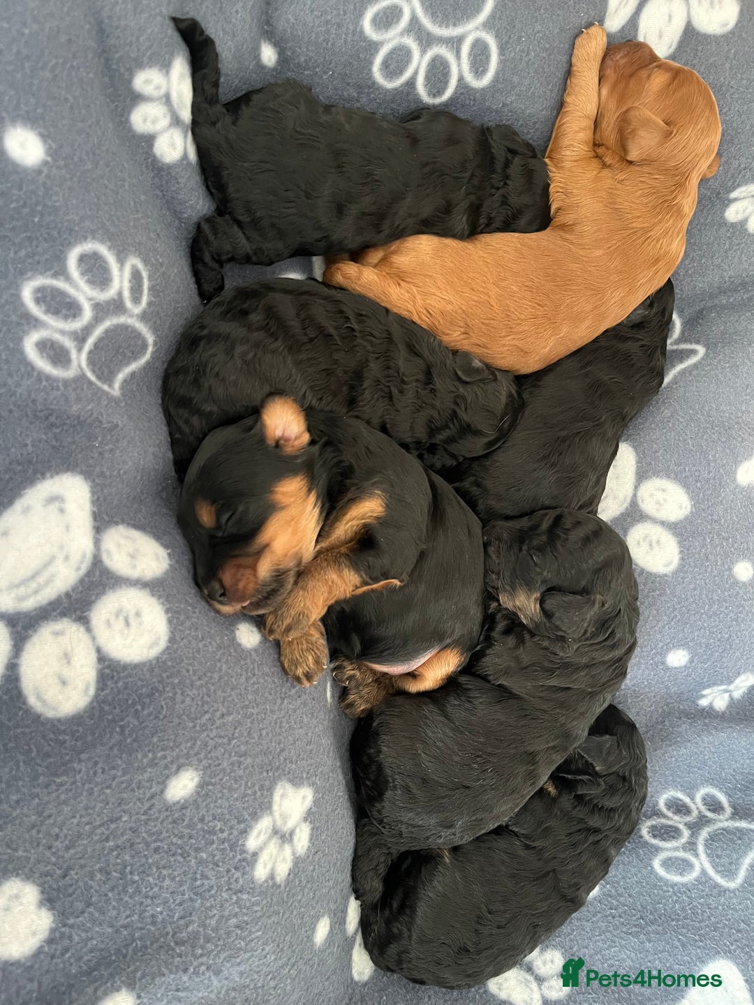 Cockapoo dogs for sale: F1b Cockapoo Puppies  - Advert 1