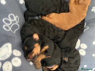 Cockapoo dogs F1b Cockapoo Puppies - Advert 13