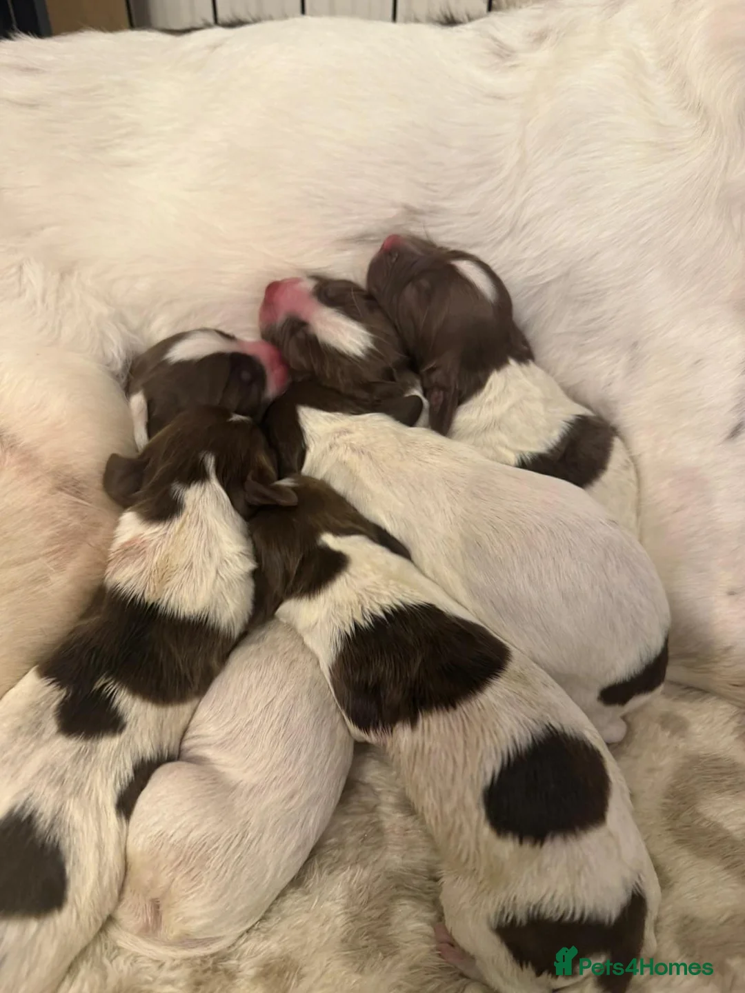 English Springer Spaniel dogs for sale: Pure springer puppies - Advert 28