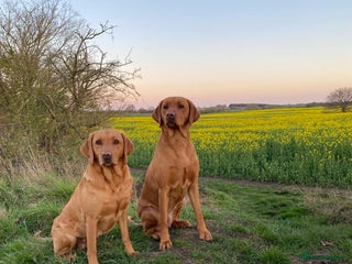 Labrador Retriever dogs KC Fox Red Labrador Pups FTCH Sire - Health Tested - Advert 3
