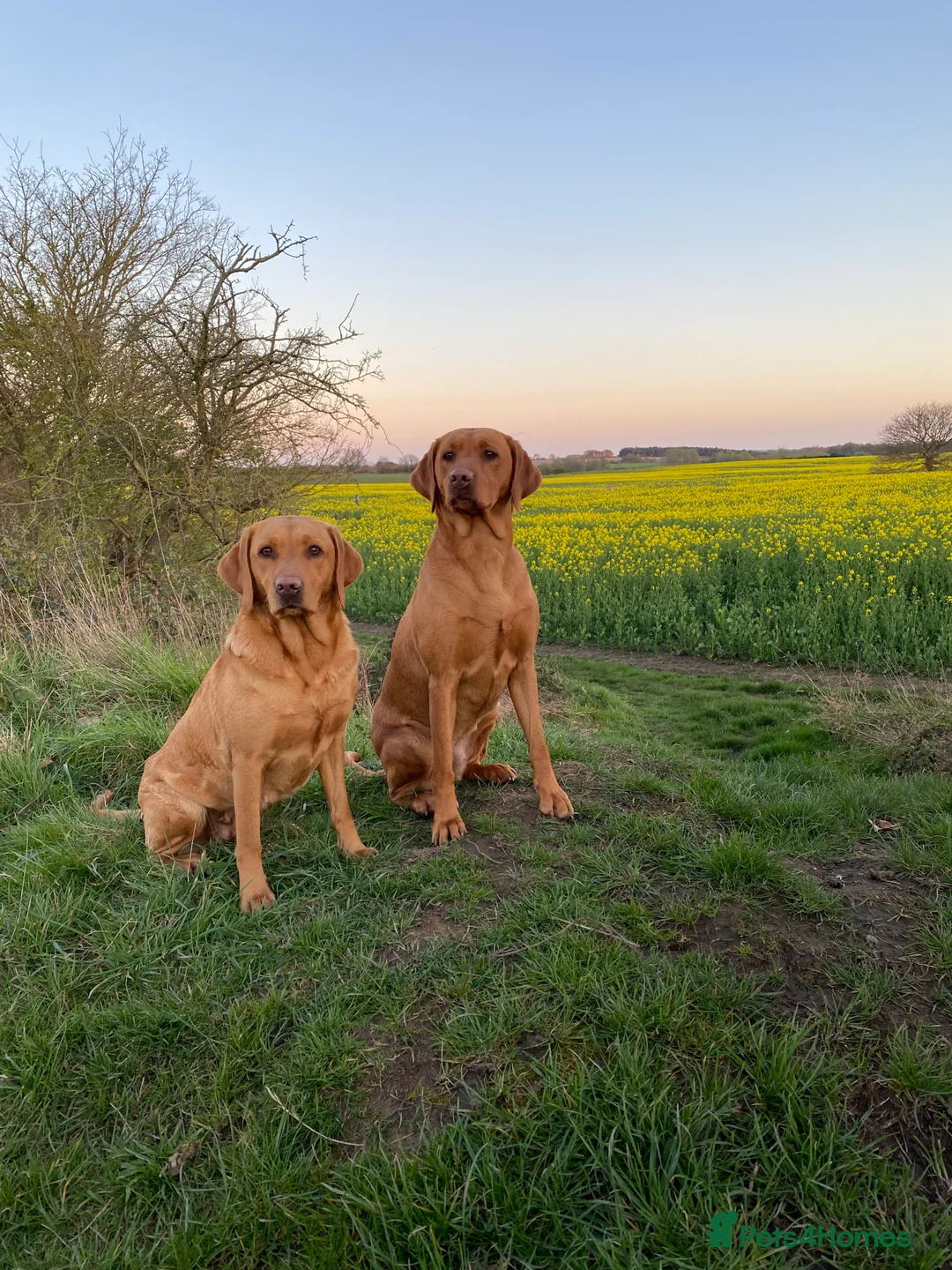 Labrador Retriever dogs for sale: KC Fox Red Labrador Pups FTCH Sire - Health Tested - Advert 1