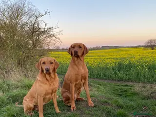 Labrador Retriever dogs KC Fox Red Labrador Pups FTCH Sire - Health Tested - Advert 3