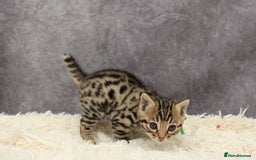 Bengal cats for sale: 🔥Stunning Bengals ready for reservation🔥 - Image 22