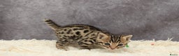 Bengal cats for sale: 🔥Stunning Bengals for reservation only 2 left🔥 - Advert 36