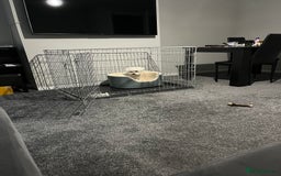 Mixed Breed dogs for sale: Alfie  - Advert 1