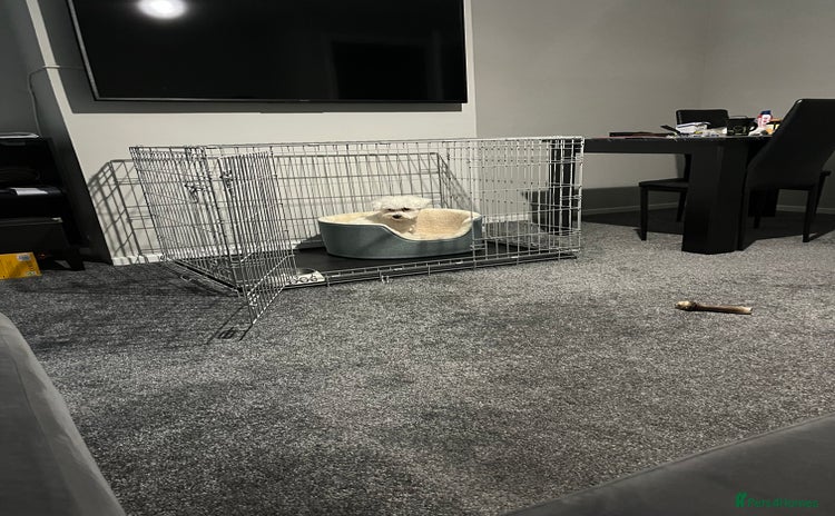 Mixed Breed dogs Alfie  - Advert 1