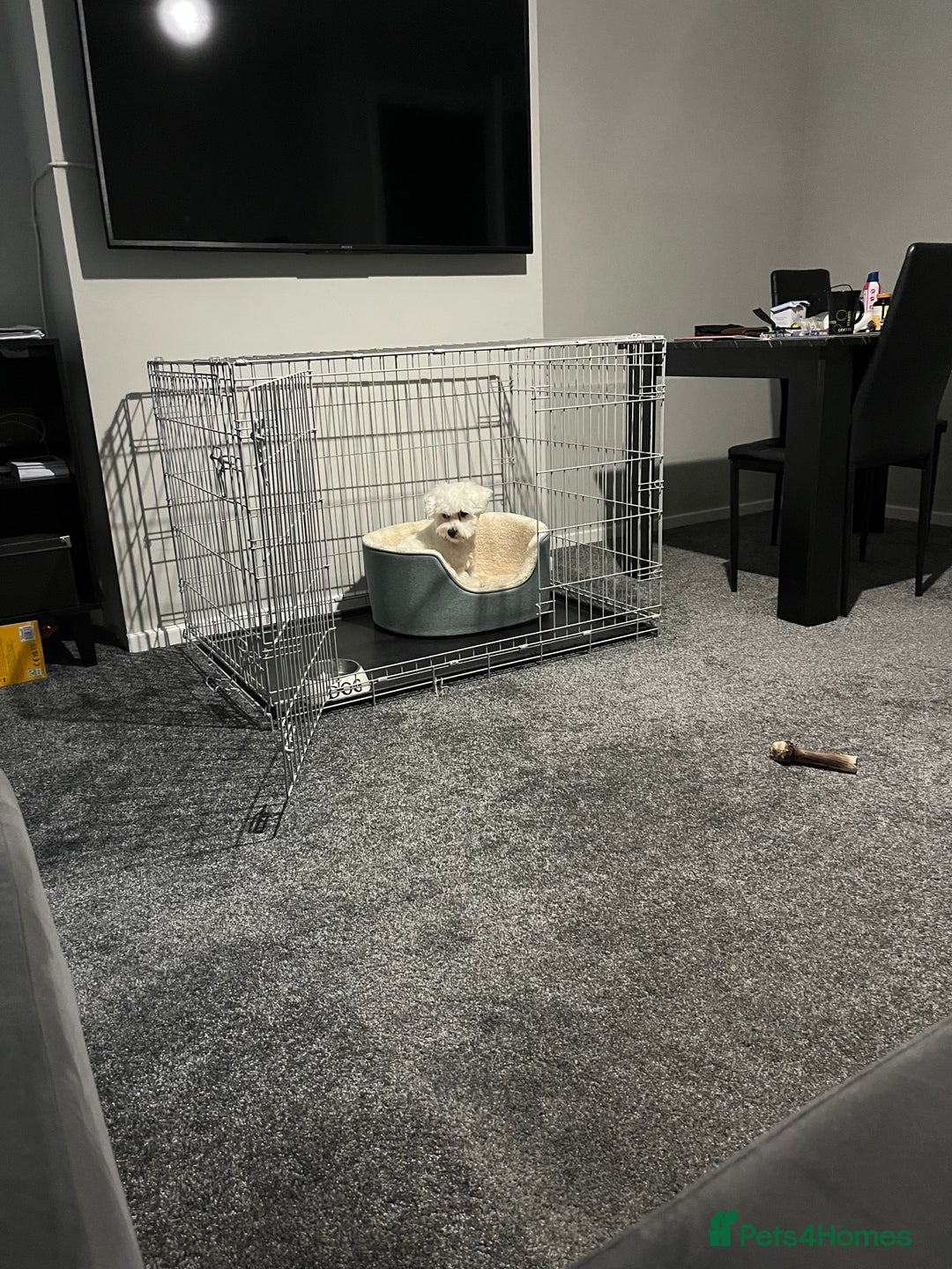 Mixed Breed dogs for sale: Alfie  - Advert 1