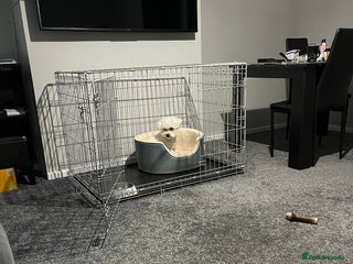 Mixed Breed dogs Alfie - Advert 1