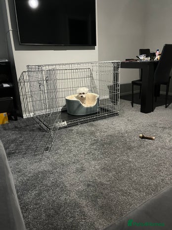 Mixed Breed dogs Alfie - Advert 2