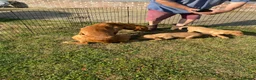 Labrador Retriever dogs for sale: Labrador puppies for sale - Advert 9