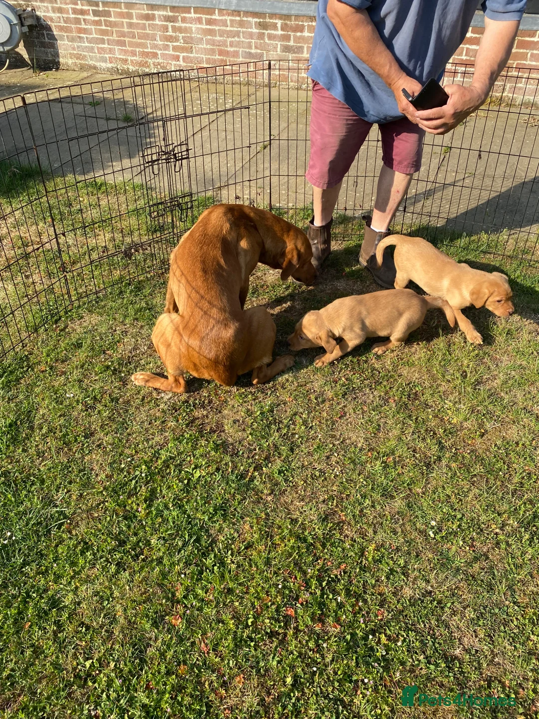 Labrador Retriever dogs for sale: Labrador puppies for sale - Advert 9