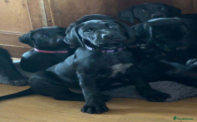 Mixed Breed dogs - Advert 13