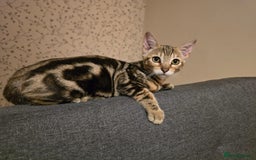 Bengal cats for sale: Bengal kittens - Image 19